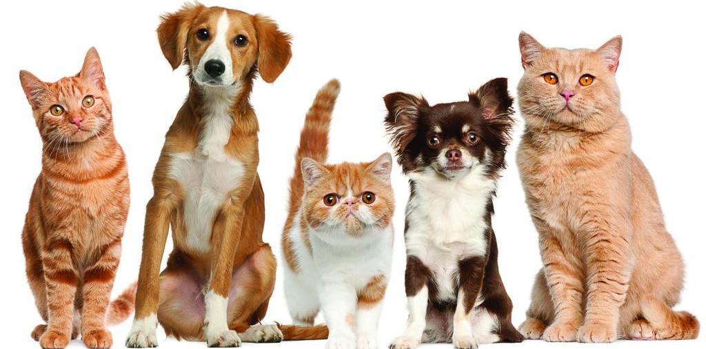 Доска объявлений о животных | ЗооТом - продажа, вязка и услуги для животных в Кировске