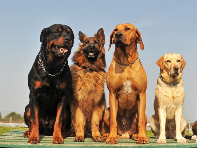 Крупные породы собак в Кировске | ЗооТом портал о животных