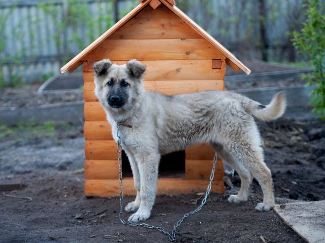Все о собаках в Кировске Все о собаках в Кировске